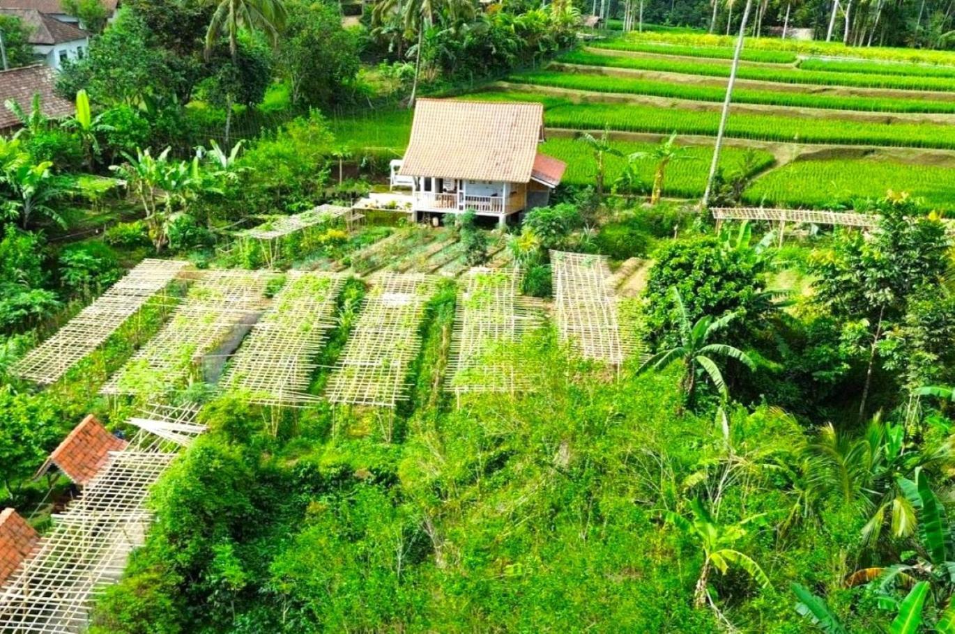 Pondok Is Oke Villa Scenic View バニュワンギ エクステリア 写真