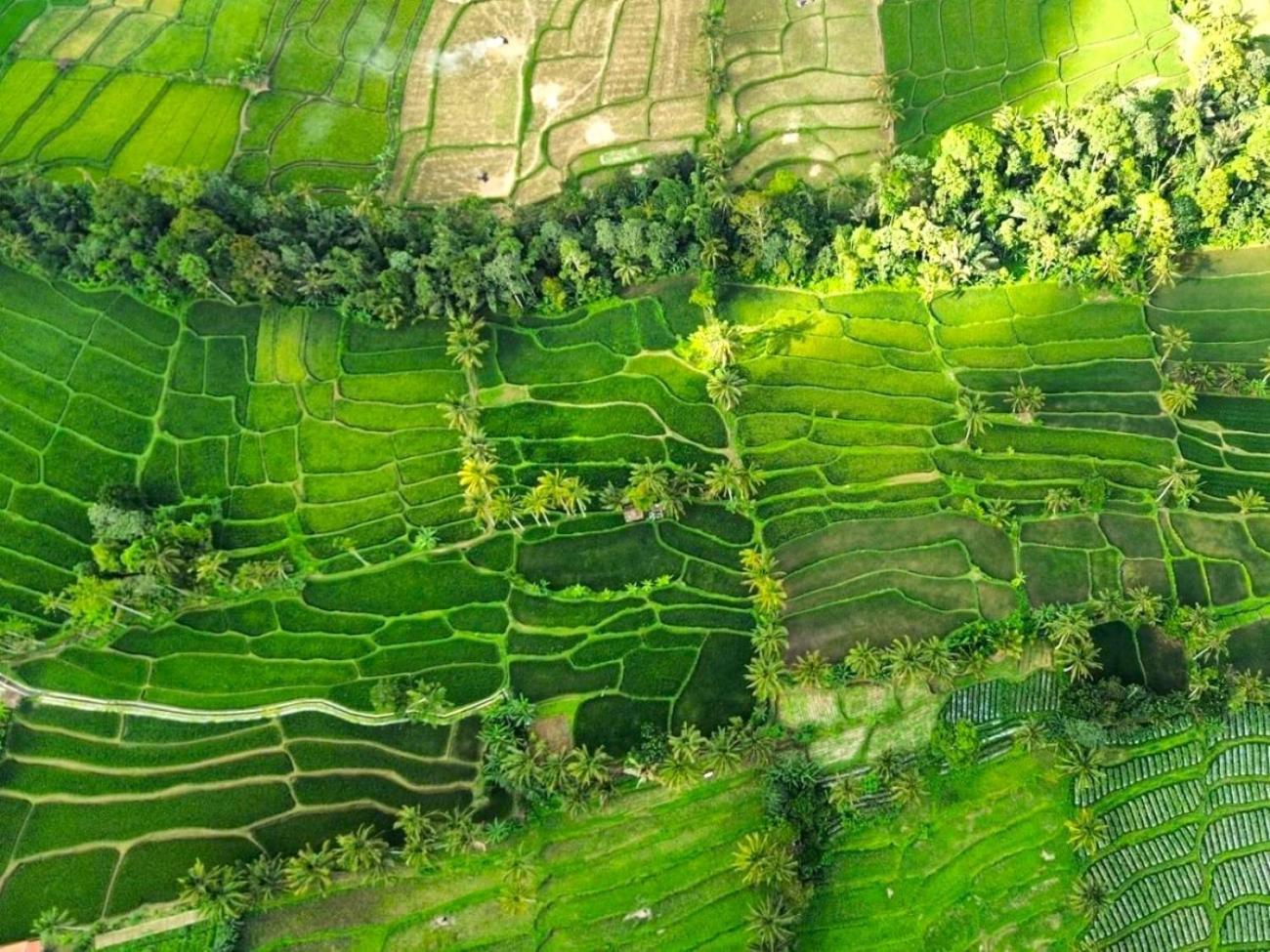 Pondok Is Oke Villa Scenic View バニュワンギ エクステリア 写真