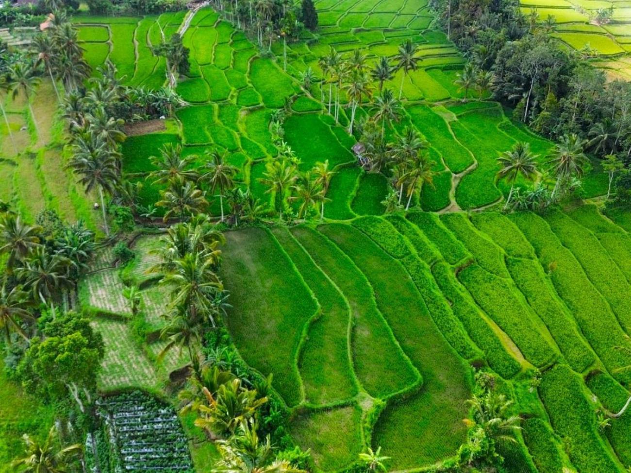 Pondok Is Oke Villa Scenic View バニュワンギ エクステリア 写真