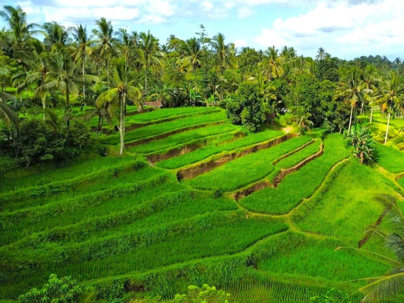 Pondok Is Oke Villa Scenic View バニュワンギ エクステリア 写真